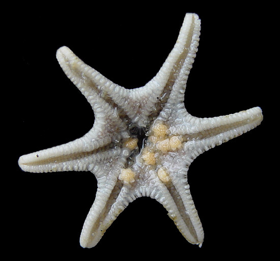 Solaster species B "Brooding Sun Star"