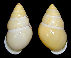 Amphidromus enganoensis Fulton, 1896