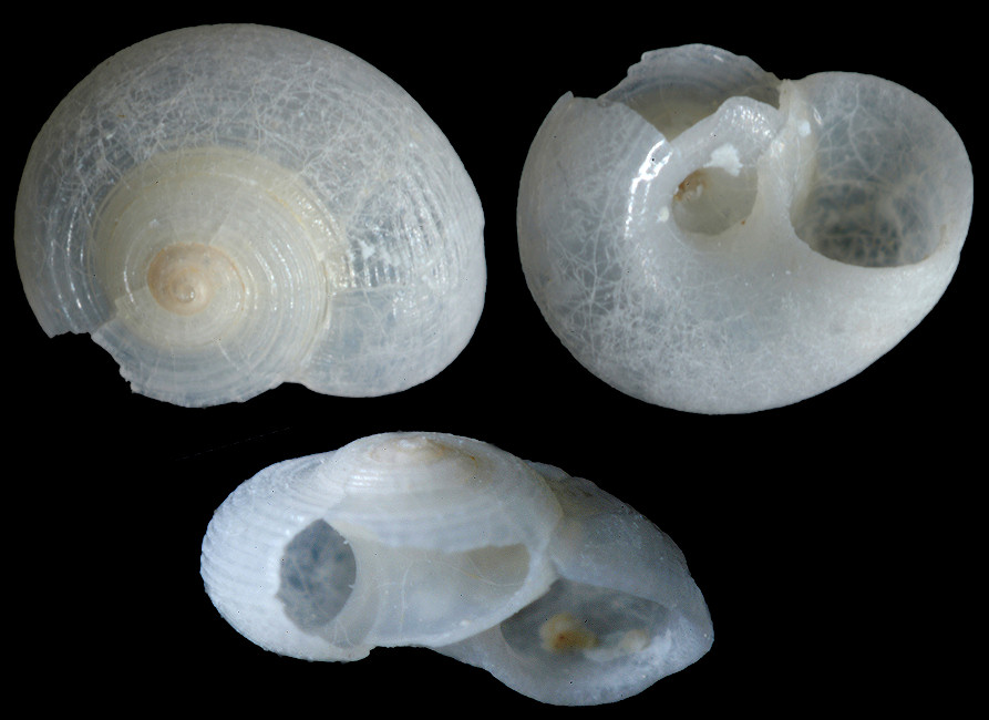 Circulus orbignyi (P. Fischer, 1857)