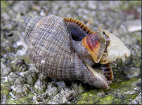 Stramonita haemastoma (Linnaeus, 1767) Florida Rocksnail