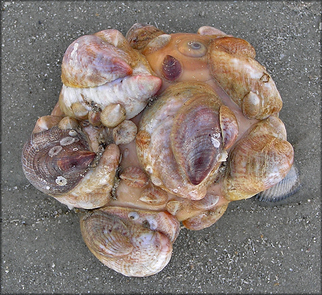 Crepidula fornicata (Linnaeus, 1758) Common Atlantic Slippersnail