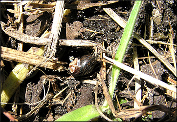 Daedalochila sp. aff. hausmani (Jackson, 1948) Straight-edge Liptooth In Situ