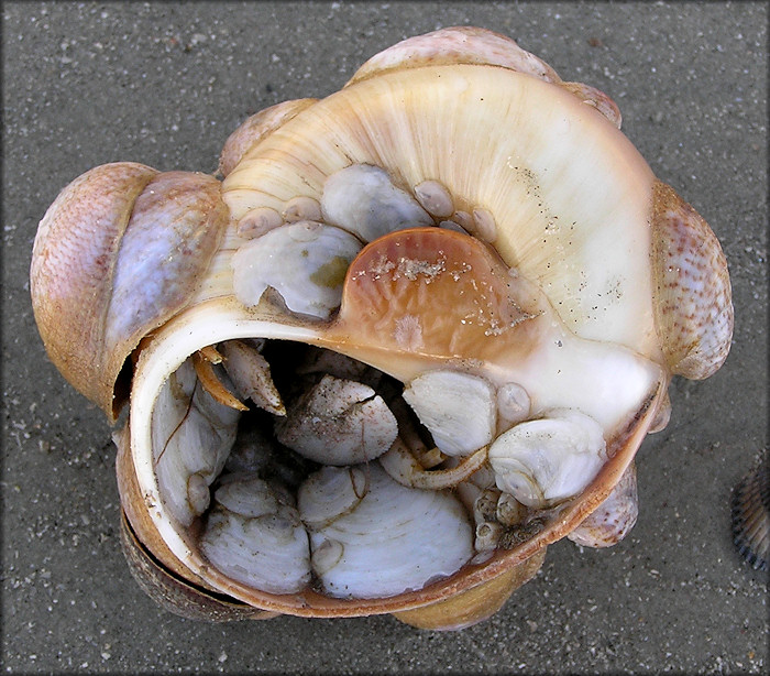 Crepidula fornicata (Linnaeus, 1758) Common Atlantic Slippersnail