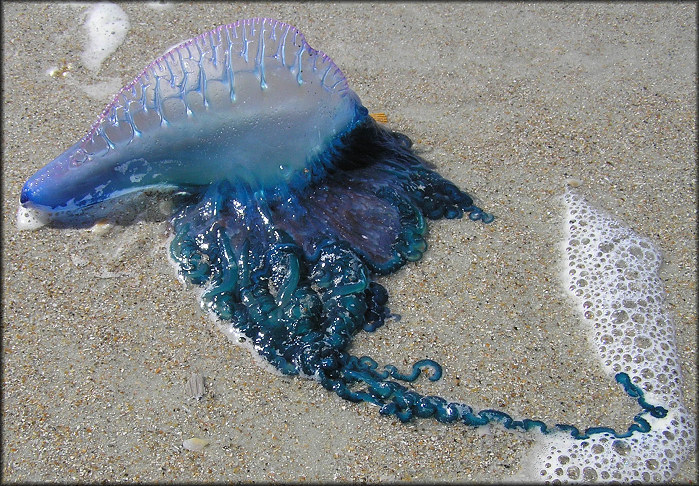 Physalia physalis Portuguese Man-of-War