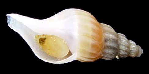 Retifusus species