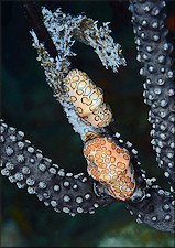 Cyphoma gibbosum (Linnaeus, 1758) Flamingo Tongue