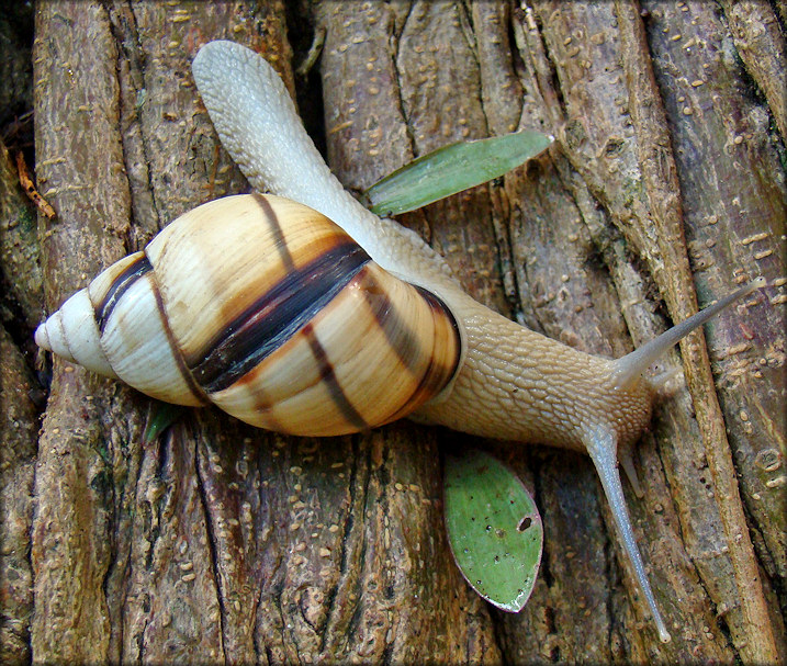 Orthalicus floridensis Pilsbry, 1891 Banded Tree Snail