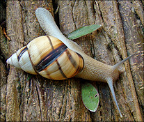 Orthalicus floridensis Pilsbry, 1891 Banded Tree Snail