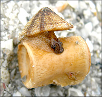 Diodora cayenensis (Lamarck, 1822) Cayenne Keyhole Limpet