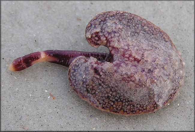 Renilla reniformis "Sea Pansy"