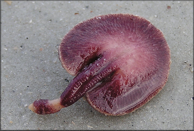 Renilla reniformis "Sea Pansy"