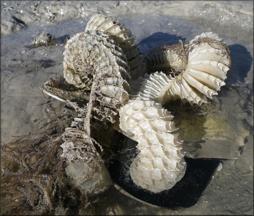 Busycon perversum (Linnaeus, 1758) Depositing Egg Capsules