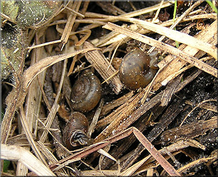 Daedalochila sp. aff. hausmani (Jackson, 1948) Straight-edge Liptooth In Situ