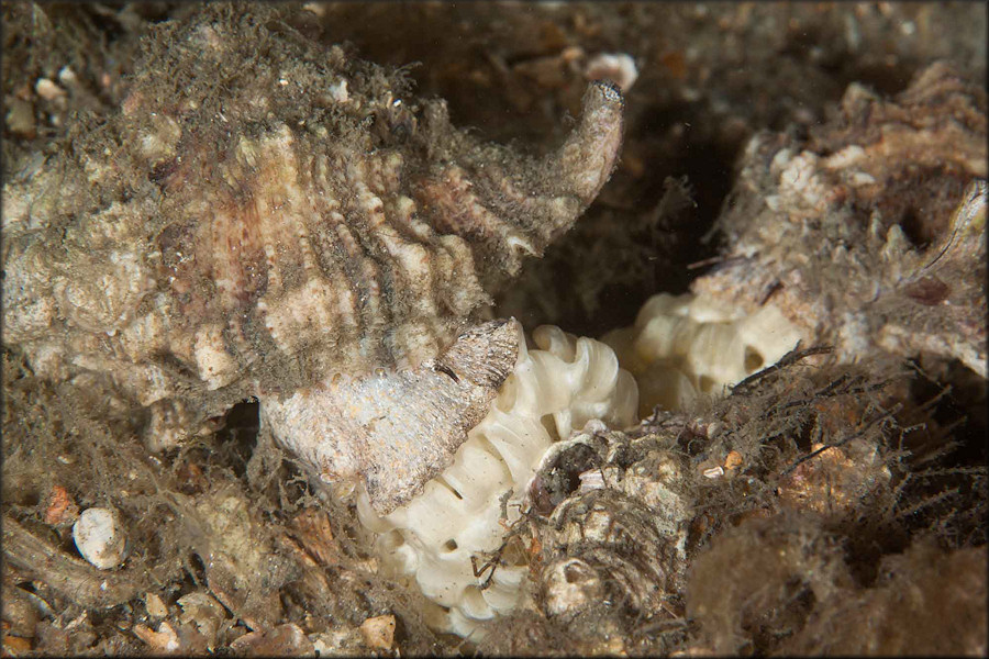 Phyllonotus  pomum (Gmelin, 1791) Apple Murex Communal Egg Laying