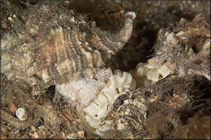 Phyllonotus pomum (Gmelin, 1791) Apple Murex Communal Egg Laying