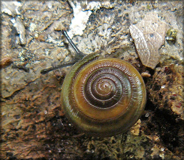 Ventridens cerinoideus (Anthony, 1865) Wax Dome