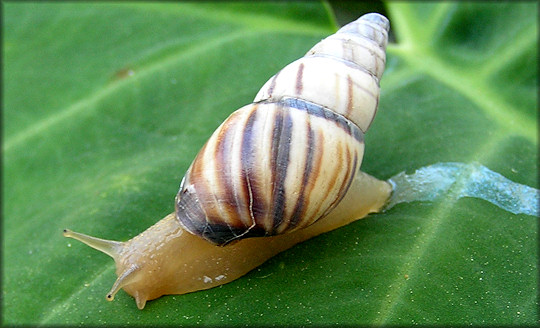 Drymaeus multilineatus (Say, 1825) Lined Tree Snail