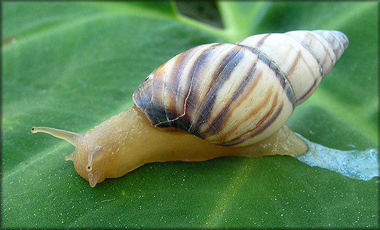 Drymaeus multilineatus (Say, 1825) Lined Tree Snail