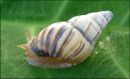Drymaeus multilineatus (Say, 1825) Lined Tree Snail