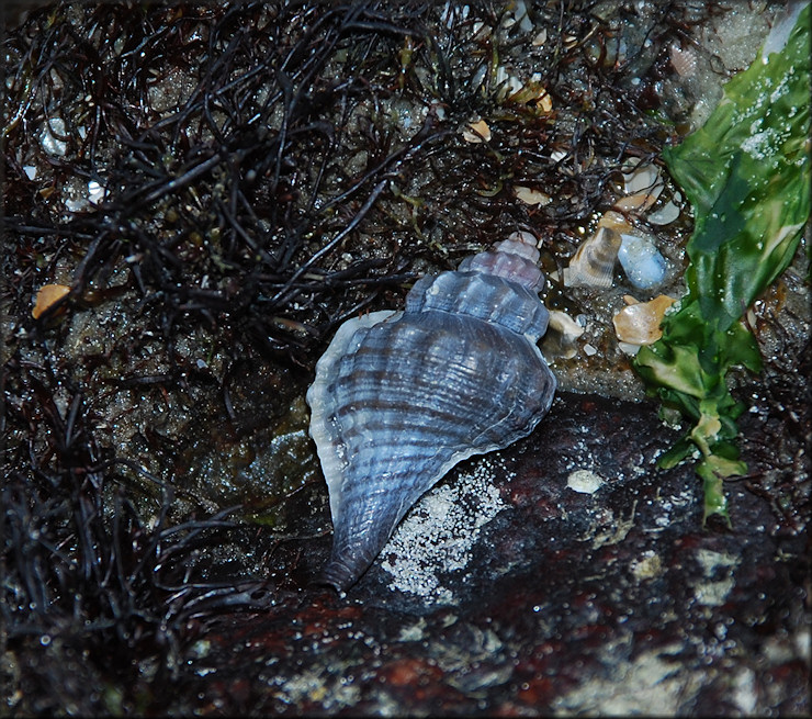 Eupleura caudata (Say, 1822) Thick-lip Drill In Situ