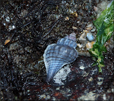 Eupleura caudata (Say, 1822) Thick-lip Drill In Situ