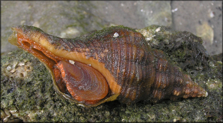 Triplofusus giganteus (Kiener, 1840) Juvenile