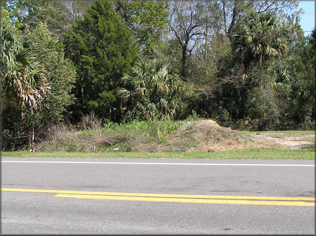 Northern end of the spoil piles where the Daedalochila auriculata were found.