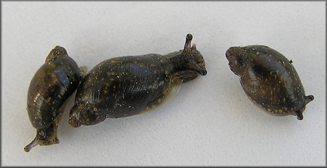 Succinea paralia Hubricht, 1983 Saltmarsh Ambersnail