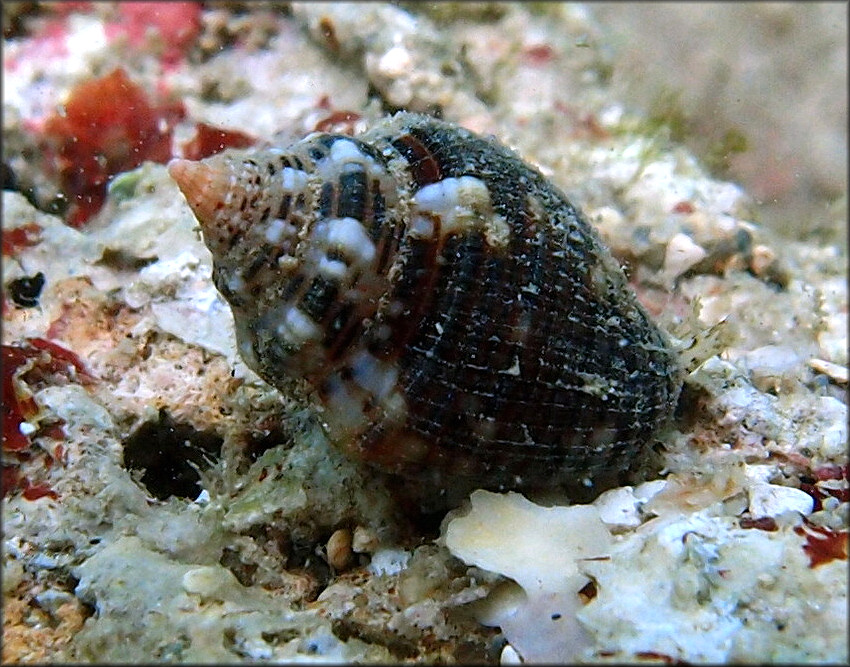 Columbella mercatoria (Linnaeus, 1758) West Indian Dovesnail Juvenile