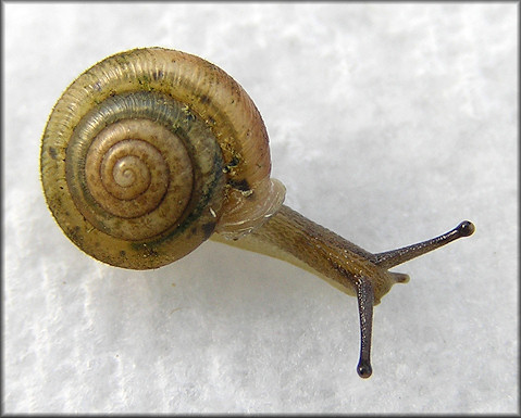 Daedalochila sp. aff. subclausa (Pilsbry, 1899) variant C, cf. Suwannee Liptooth