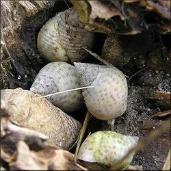 Littoraria irrorata (Say, 1822) Marsh Periwinkle