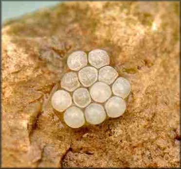 November 12, 2010 - The twelve eggs discovered in the terrarium beneath a small rock 