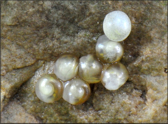     November 23, 2010 - Embronic snails are clearly visible inside the individual eggs and several hours later they began to emerge from the egg capsules.