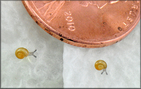 December 2, 2010 - Two of the surviving hatchlings pictured with a penny eight days after hatching
