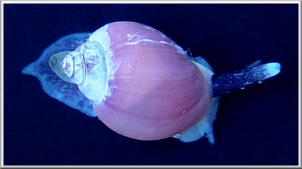 Liomesus species