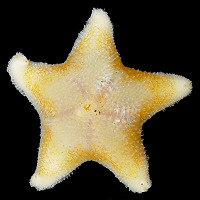 Pteraster marsippus Fisher, 1910 "Prickly Cushion Star"