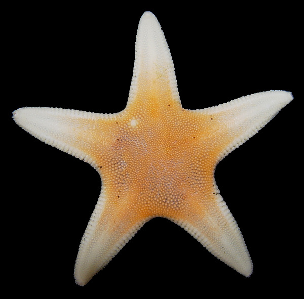 Leptychaster arcticus (Sars, 1851) Arctic Sand Star