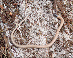 Central Florida Crowned Snake [Tantilla relicta neilli Telford, 1966]
