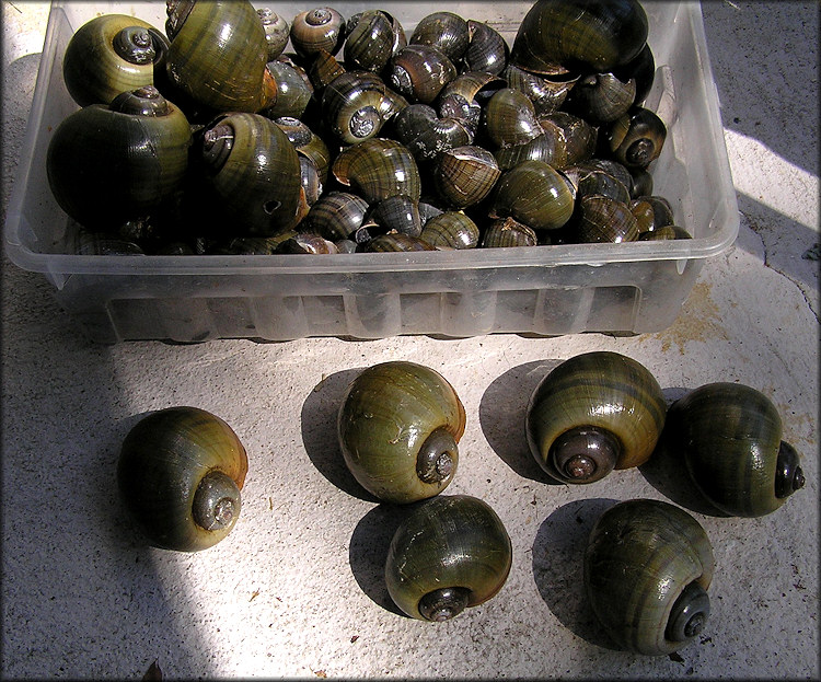 Pomacea maculata and P. paludosa From The Lake Shoreline (3/4/2009)