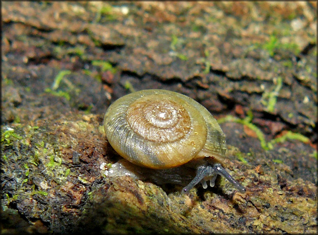 Ventridens volusiae (Pilsbry, 1900) Seminole Dome In Situ