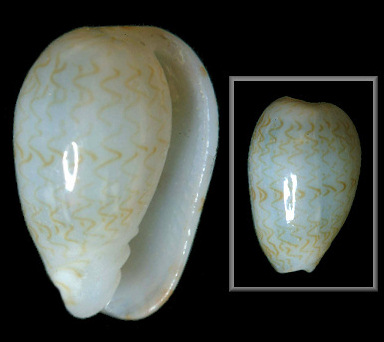 Persicula fluctuata (C. B. Adams, 1850)