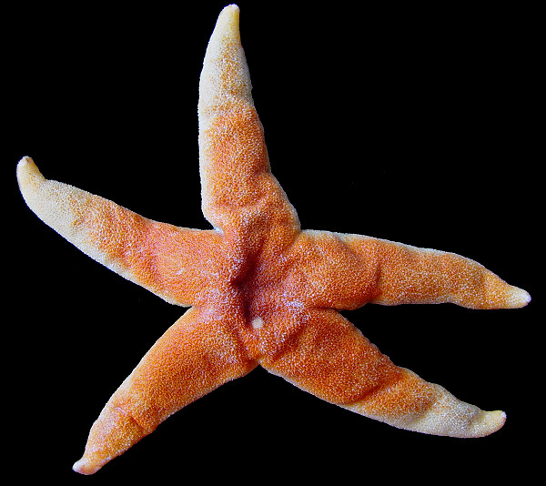 Henricia cf. sanguinolenta (Mller, 1776) "Northern Blood Star"