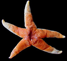 Henricia cf. sanguinolenta (Mller, 1776) "Northern Blood Star"