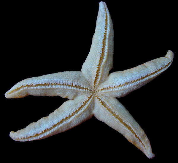 Henricia cf. sanguinolenta (Mller, 1776) "Northern Blood Star"