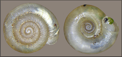 Zonitoides limatulus (A. Binney, 1841) Dull Gloss