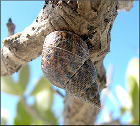 Littoraria angulifera (Lamarck, 1822) Mangrove Periwinkle