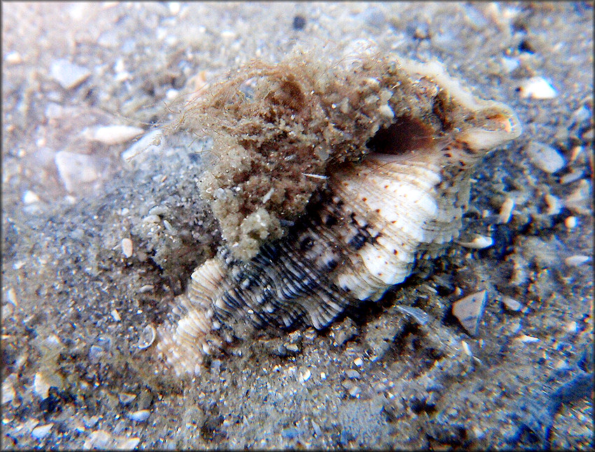 Cerithium atratum (Born, 1778) Dark Cerith Possibly Depositing Egg Strand