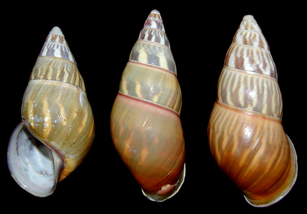 Amphidromus quadrasi palawanensis Bartsch, 1917