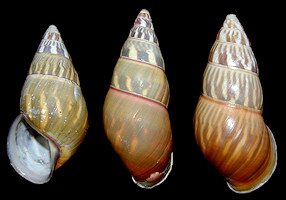 Amphidromus quadrasi palawanensis Bartsch, 1917