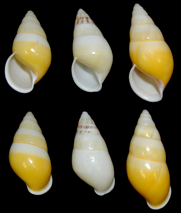 Amphidromus quadrasi solidus Fulton, 1896